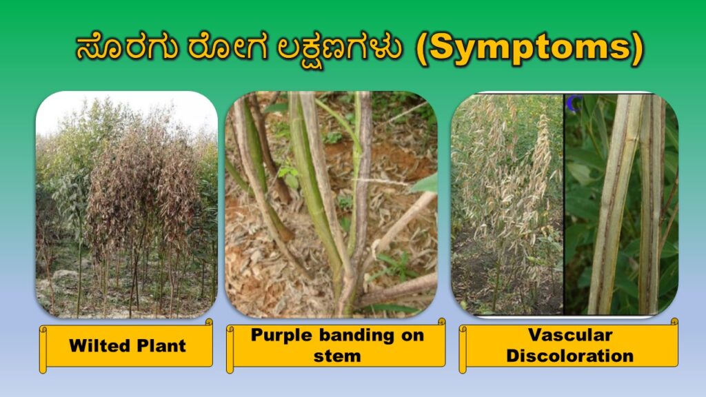 ತೊಗರಿಯಲ್ಲಿ ಸೊರಗು ರೋಗದ ಲಕ್ಷಣಗಳು