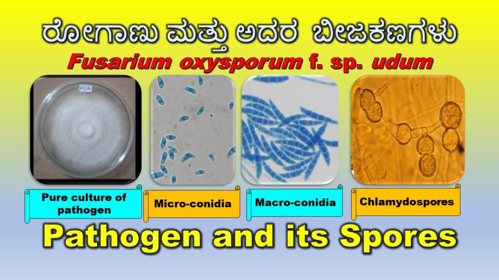 ತೊಗರಿ ಸೊರಗು ರೋಗದ ಶಿಲೀಂಧ್ರ ರೋಗಾಣು ಮತ್ತು ಅದರ ಬೀಜಕಣಗಳು
