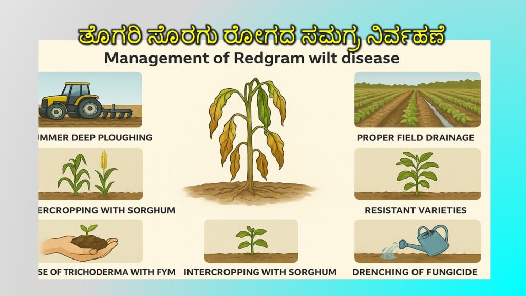 ತೊಗರಿ ಸೊರಗು ರೋಗದ ಸಮಗ್ರ ನಿರ್ವಹಣಾ ಕ್ರಮಗಳು