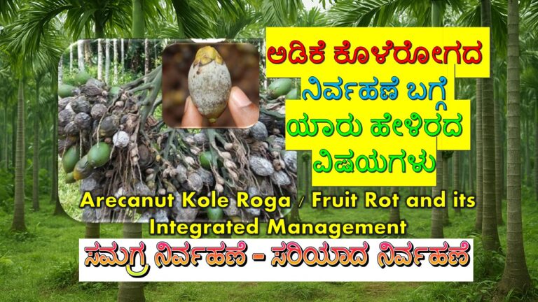 ಅಡಿಕೆ ಕೊಳೆ ರೋಗ ಪರಿಹಾರ