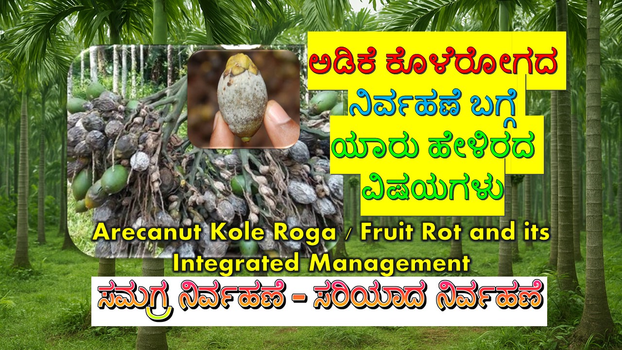 ಅಡಿಕೆ ಕೊಳೆ ರೋಗ ಪರಿಹಾರ