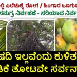 Arecanut Leaf spot and inflorescence dieback