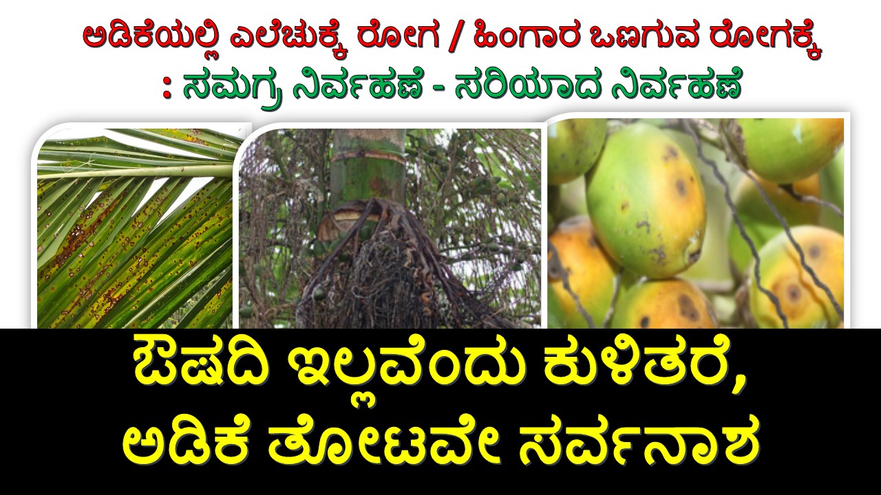 Arecanut Leaf spot and inflorescence dieback