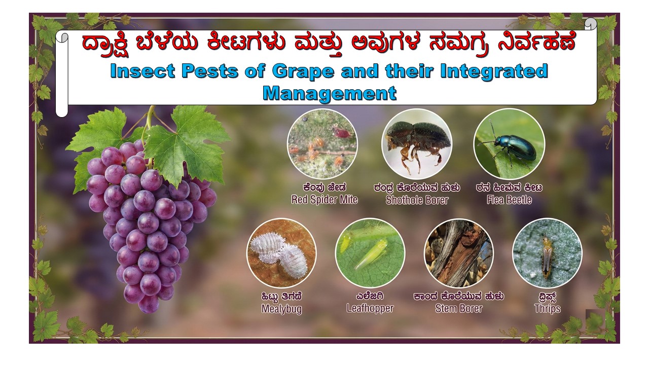 Grape insect pest and management