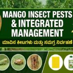 Insect Pests of Mango and their Integrated Management