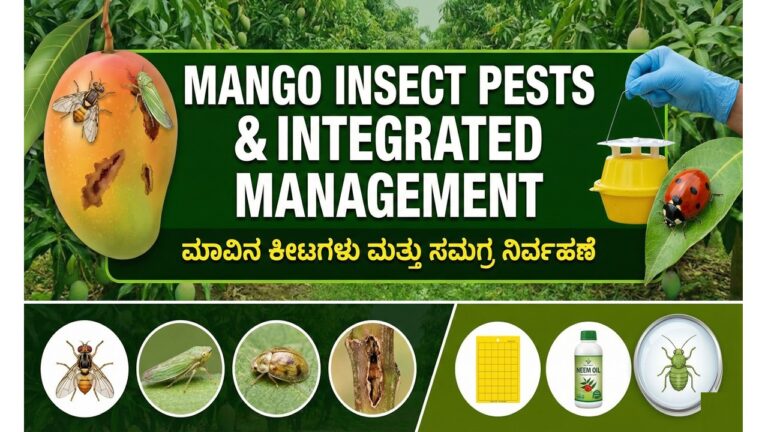 Insect Pests of Mango and their Integrated Management