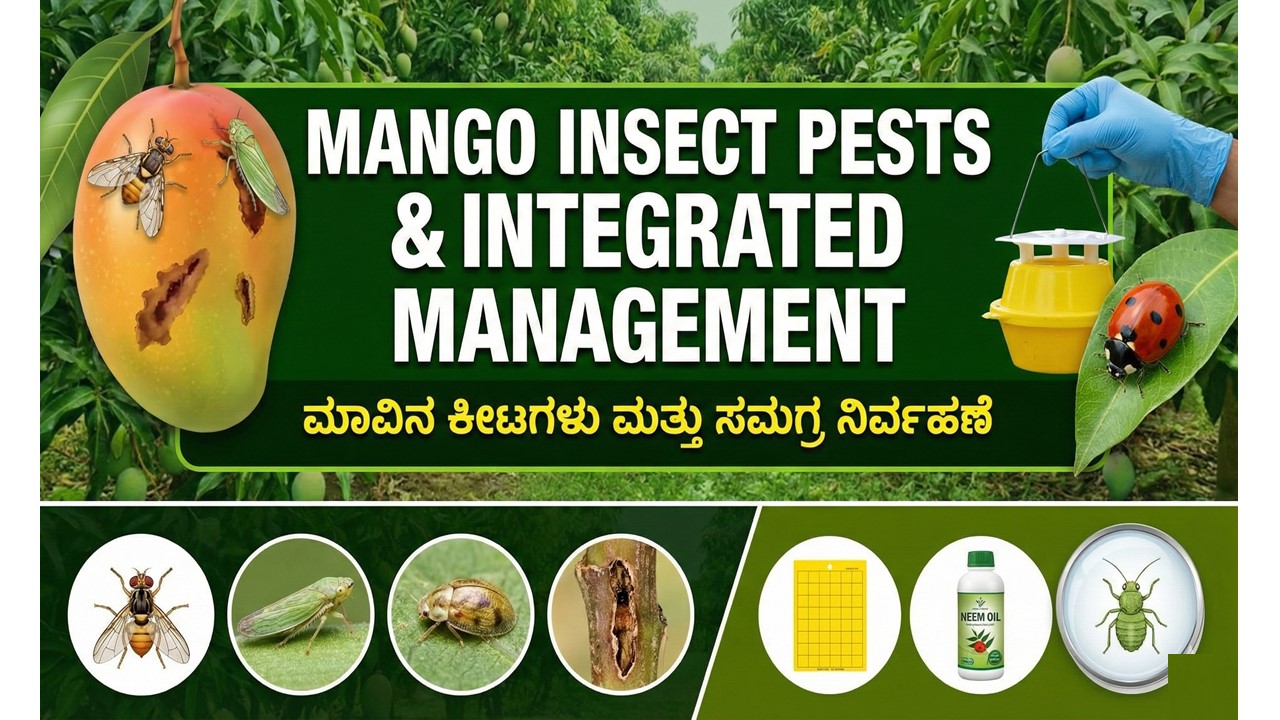 Insect Pests of Mango and their Integrated Management