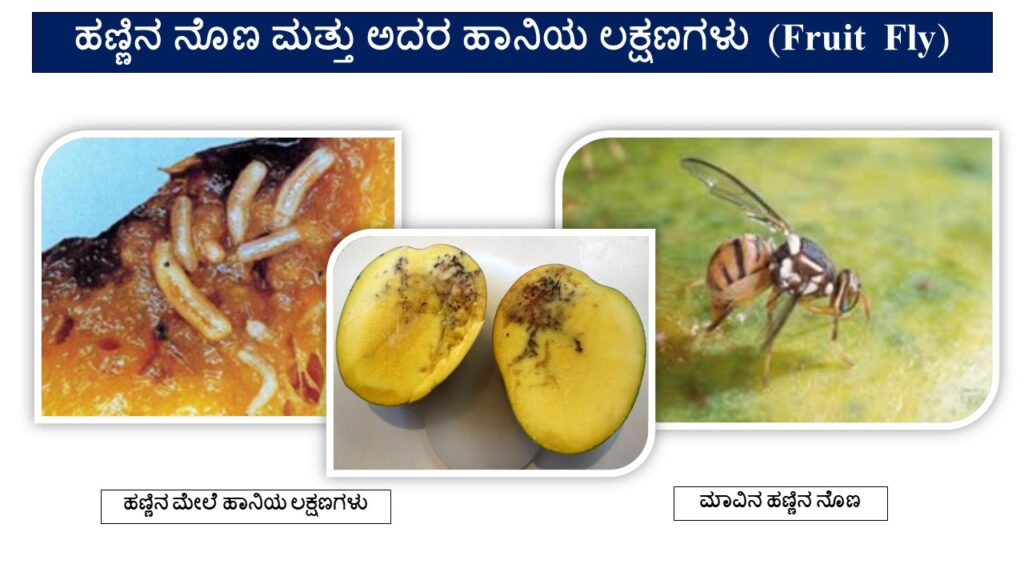 Mango Fruit Fly : Symptoms
