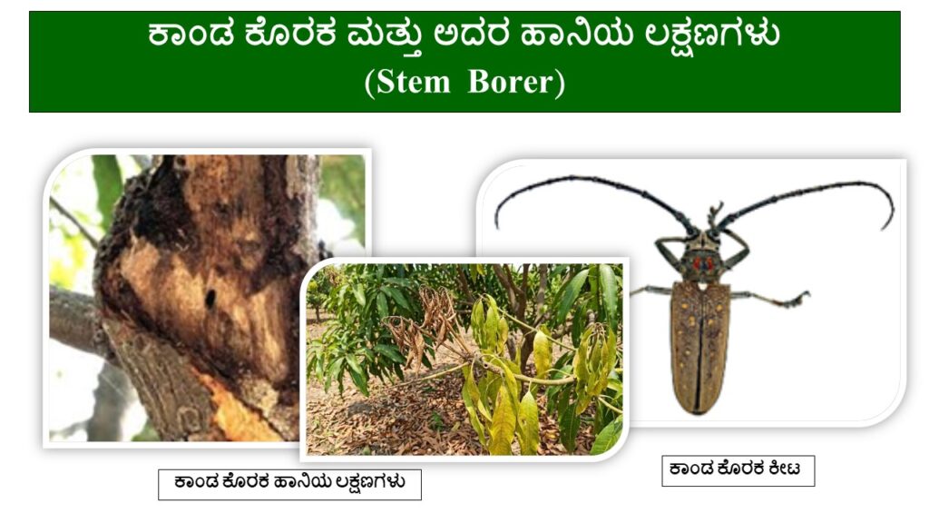 Mango Stem Borer : Symptoms