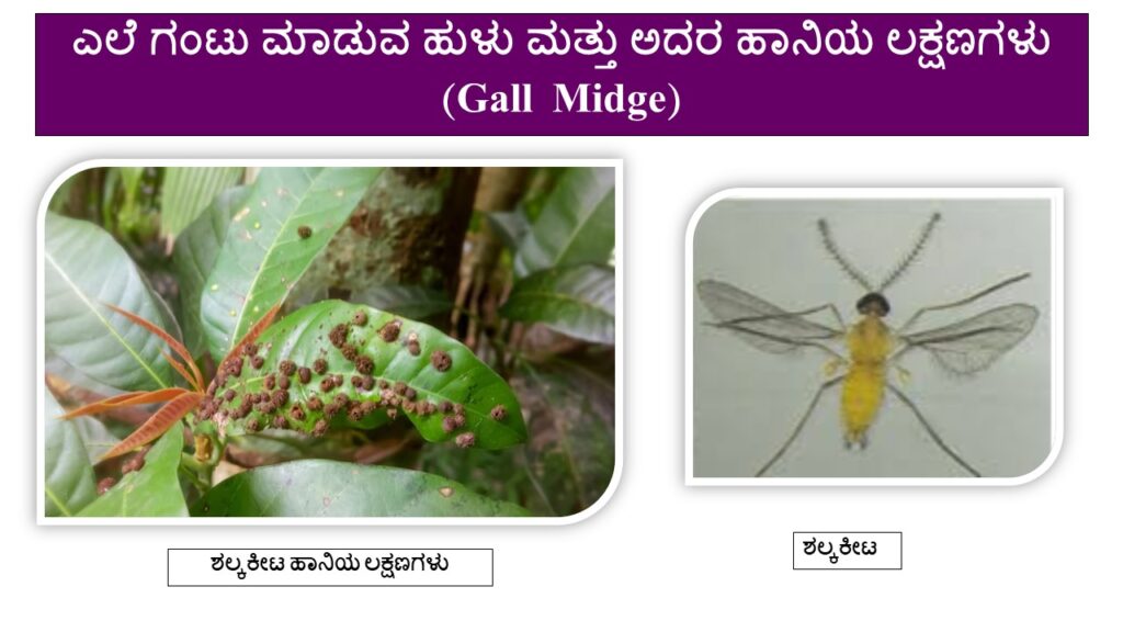Mango Gall Midge : Symptoms
