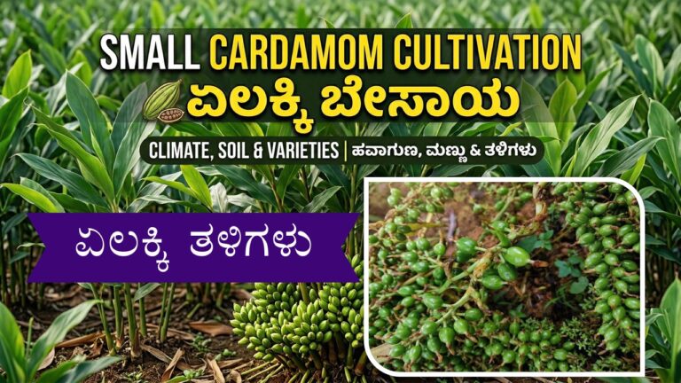 High Yielding Cardamom Varieties in India
