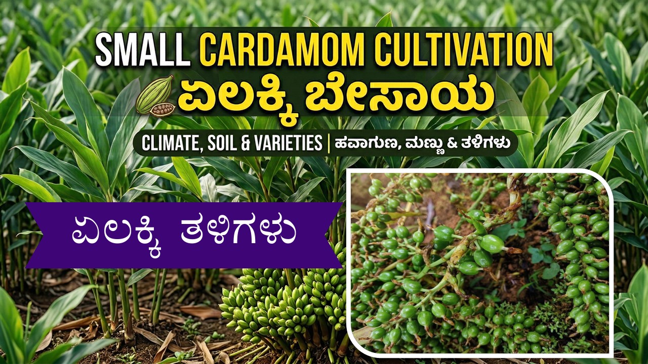 High Yielding Cardamom Varieties in India