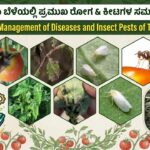 Tomato : Pest and Diseases and thier Integrated Management