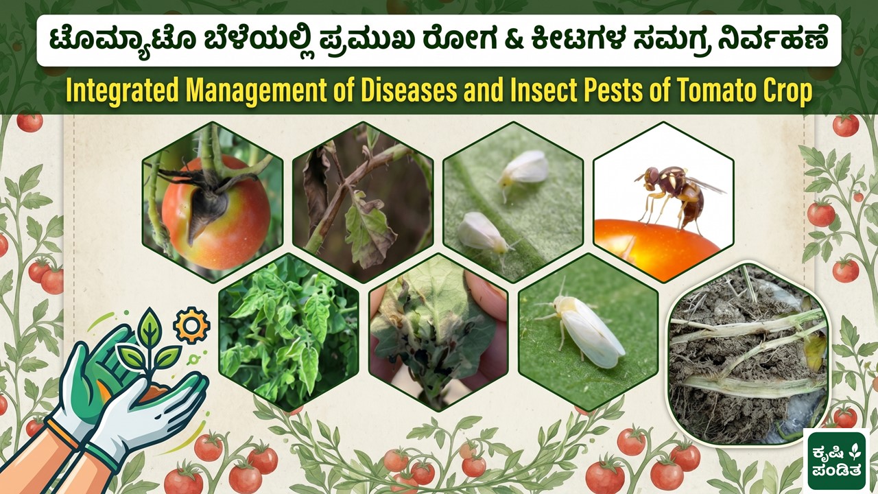 Tomato : Pest and Diseases and thier Integrated Management