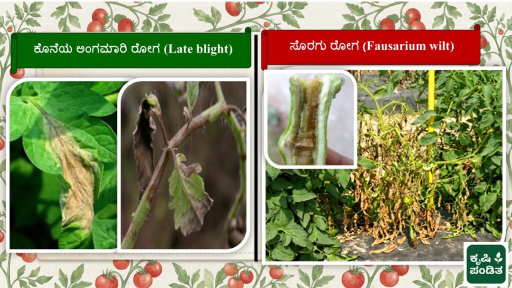 Late Blight and Fusarium Wilt of Tomato
