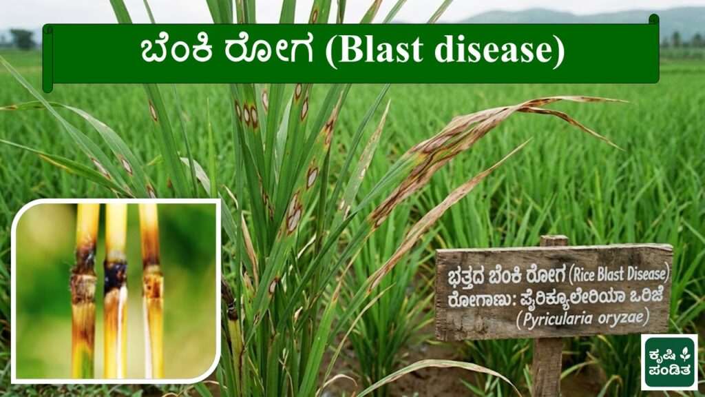 Symptoms of Blast disease of Paddy