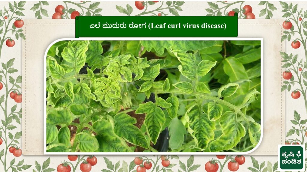 Leaf Curl Virus Disease of Tomato