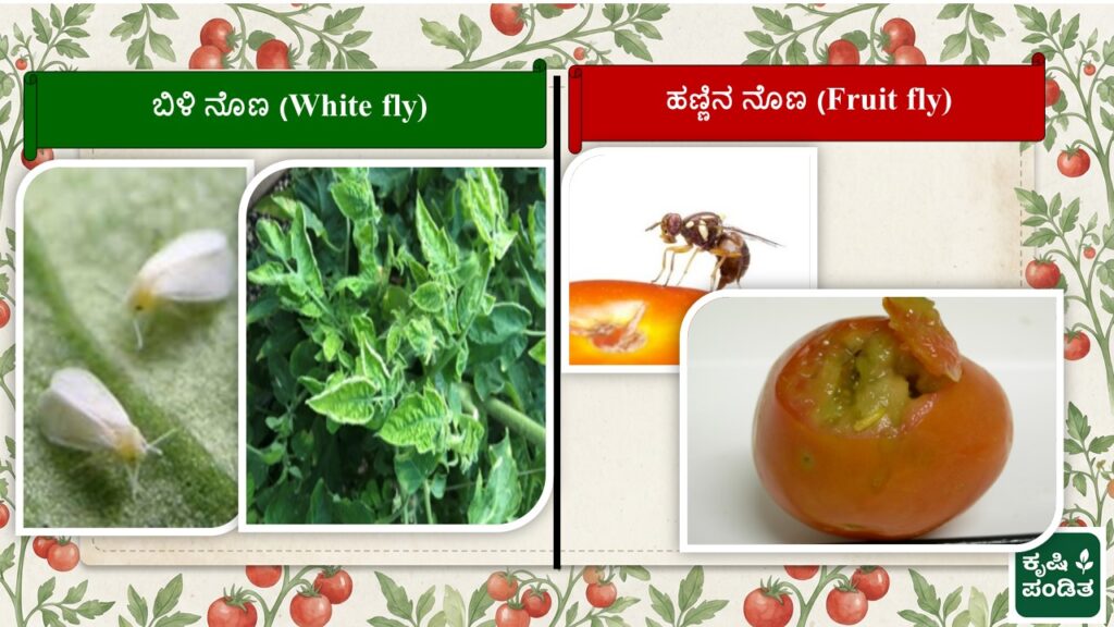 Whitefly and Fruit Fly of Tomato