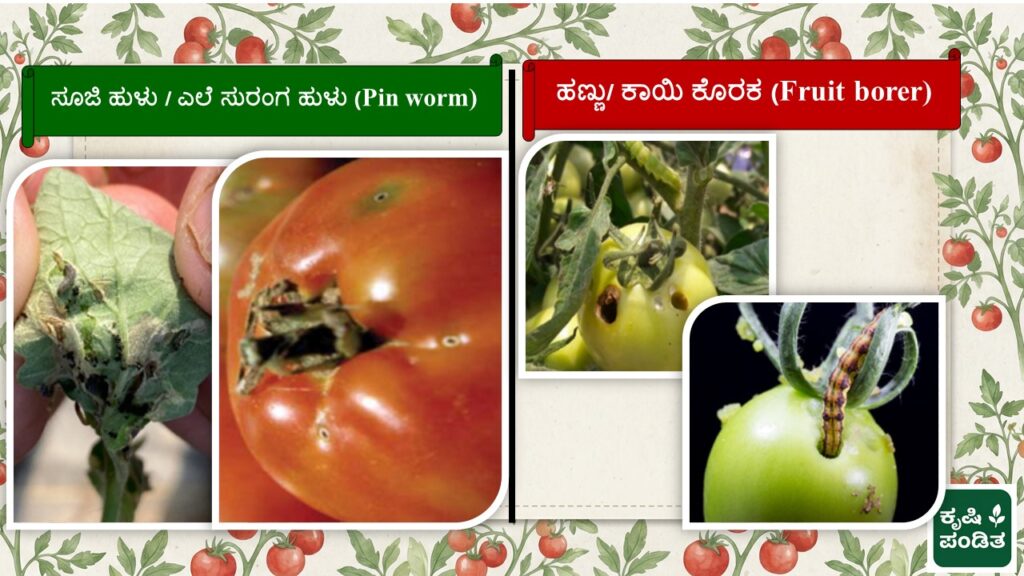 Pinworm and Fruit Borer of Tomato